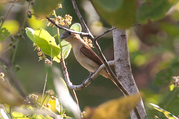 Rose-throated Becard (Pachyramphus aglaiae) female
