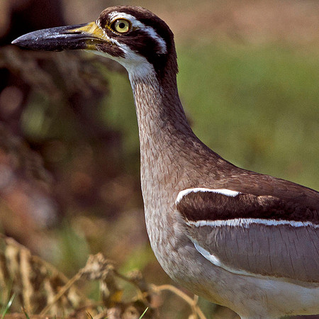 Beach Stone-curlew (Esacus magnirostris)