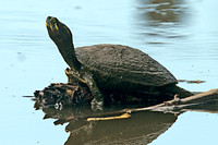 Turtle (Testudines)