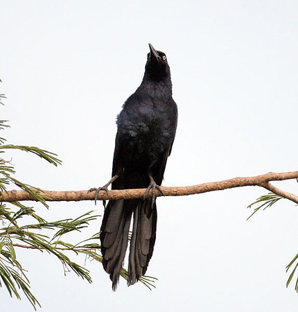 Great-tailed Grackle (Quiscalus mexicanus)
