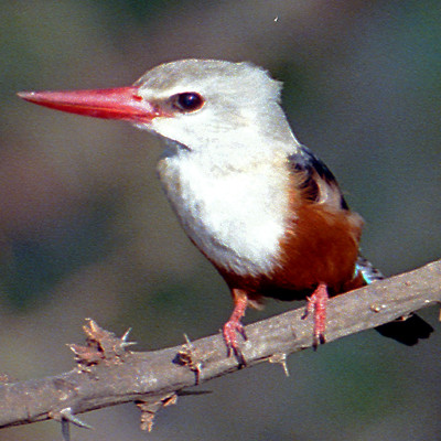 Brown-hooded Kingfisher (Halcyon albiventris)