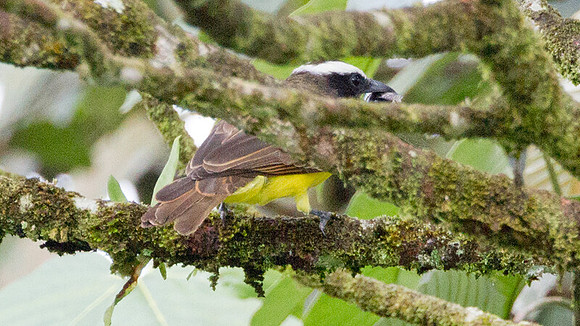 Rusty-margined Flycatcher (Myiozetetes cayanensis)