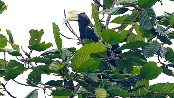 Asian Black Hornbill (Anthracoceros malayanus) male, female