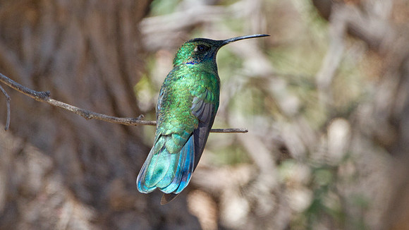 Sparkling Violetear (Colibri coruscans)