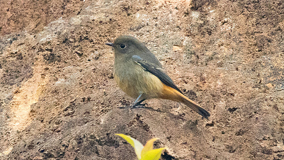Blue-fronted redstart (Phoenicurus frontalis) Female