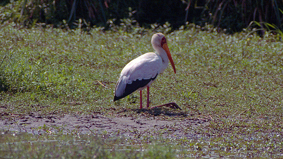 Yellow-billed Stork (Mycteria ibis)