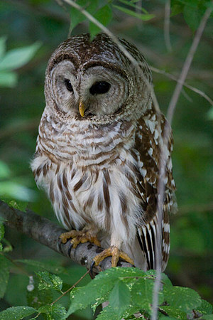 Barred Owl (Strix varia)