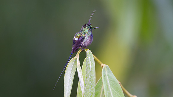 Wire-crested Thorntail (Discosura popelairii)