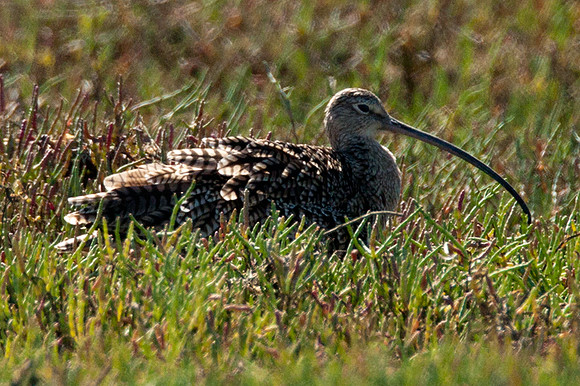 Long-billed Curlew (Numenius americanus)