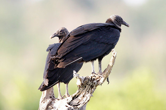 Black Vulture (Coragyps atratus) also known as American Black Vulture