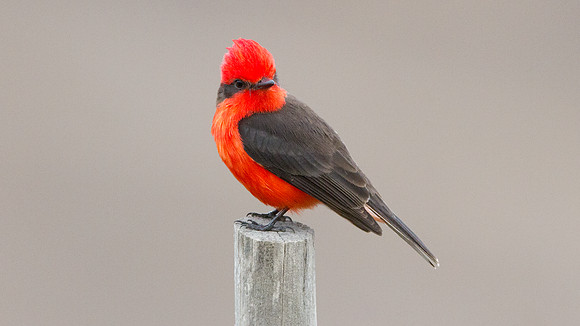 Vermilion Flycatcher (Pyrocephalus rubinus)