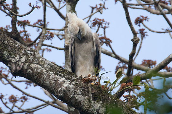 Harpy Eagle (Harpia harpyja)