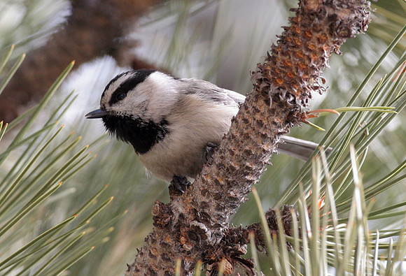 Mountain Chickadee (Poecile gambeli)