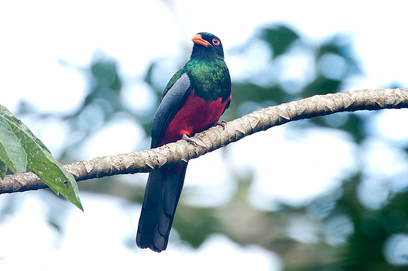 Slaty-tailed Trogon (Trogon massena)