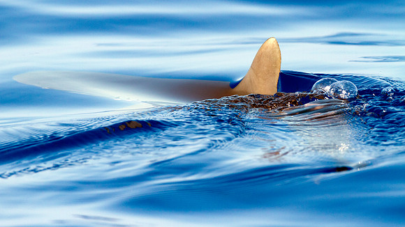 Shark