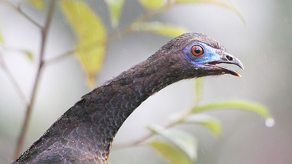 Sickle-winged Guan (Chamaepetes goudotii)