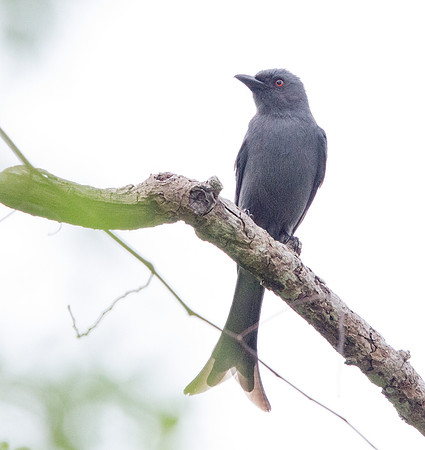 Ashy drongo (Dicrurus leucophaeus)