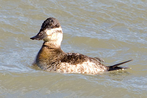 Ruddy Duck (Oxyura jamaicensis) immature