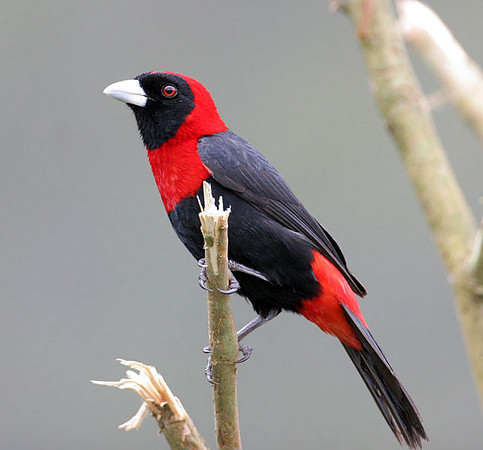 Crimson-collared Tanager (Ramphocelus sanguinolentus)