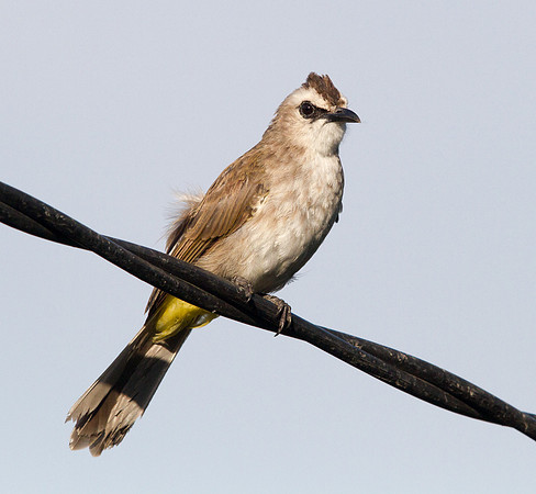 Yellow-vented bulbul (Pycnonotus goiavier)