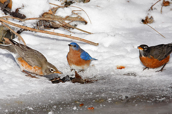 Eastern Bluebird (Sialia sialis) male; American Robin (Turdus migratorius) also known as North American Robin