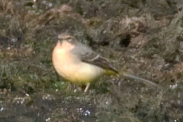 Grey Wagtail (Motacilla cinerea) female