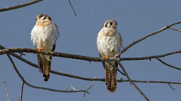 American Kestrel (Falco sparverius)