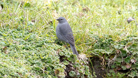 Plumbeous Sierra-finch (Phrygilus unicolor) male