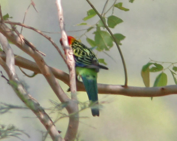 Eastern Rosella (Platycercus eximius)