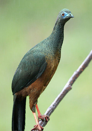 Sickle-winged Guan (Chamaepetes goudotii)