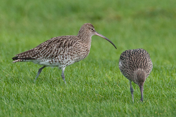 Eurasian Curlew (Numenius arquata)