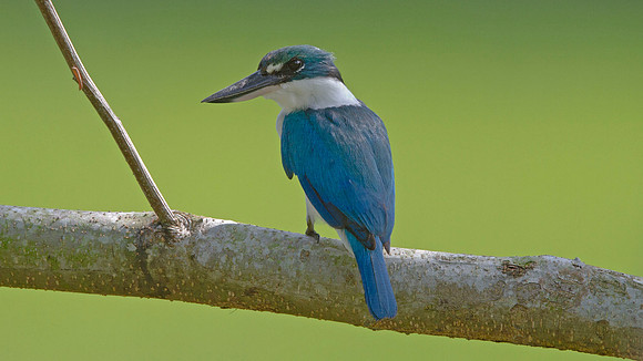 Sacred Kingfisher (Todiramphus sanctus)