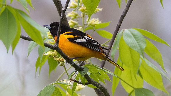 Baltimore Oriole (Icterus galbula)