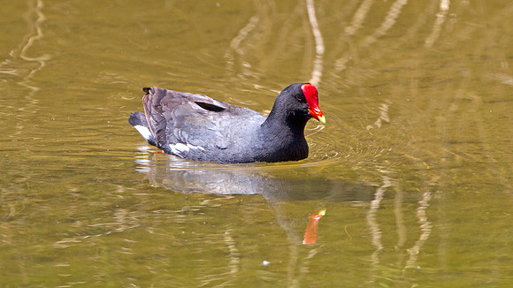 Common Gallinule (Gallinula galeata)