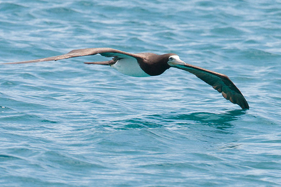 Brown Booby (Sula leucogaster)
