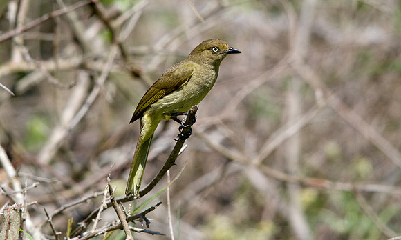 Sombre Greenbul (Andropadus importunus)