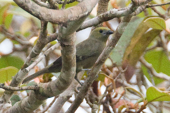Palm Tanager (Thraupis palmarum)