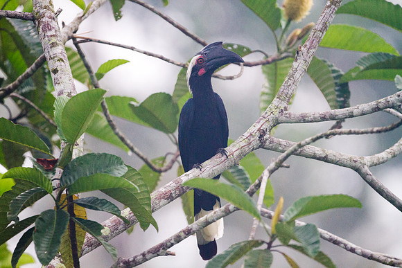 Asian Black Hornbill (Anthracoceros malayanus) female