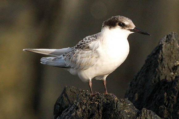 Roseate Tern (?)(Sterna dougallii) juvenile