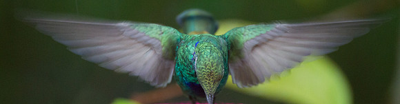 Sparkling Violetear (Colibri coruscans)