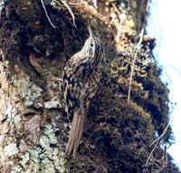 Sikkim treecreeper (Certhia discolor)