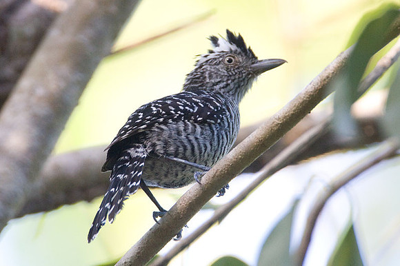 Barred Antshrike (Thamnophilus doliatus) male