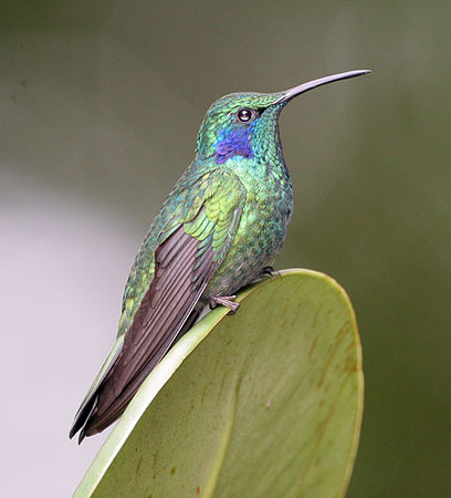 Green Violetear (Colibri thalassinus)