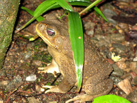 Marine Toad (Bufo marinus)