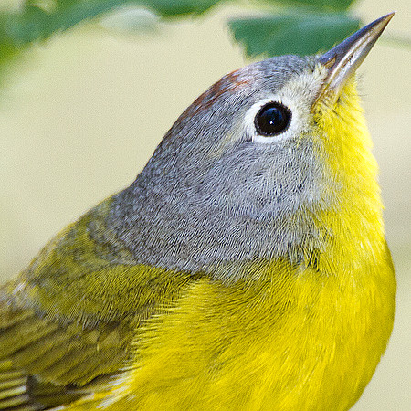 Nashville Warbler (Vermivora ruficapilla)