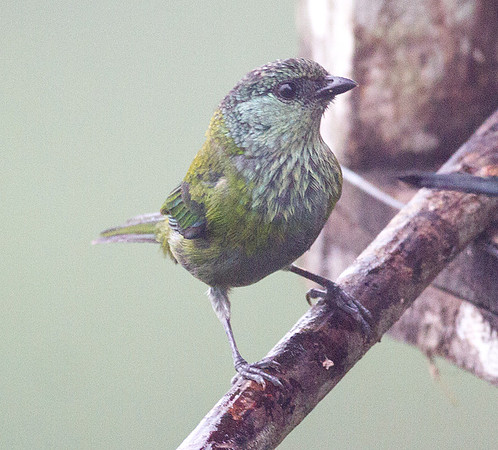 Black-capped Tanager (Tangara heinei)