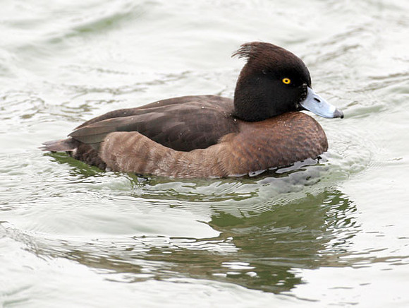 Tufted Duck (Aythya fuligula) female