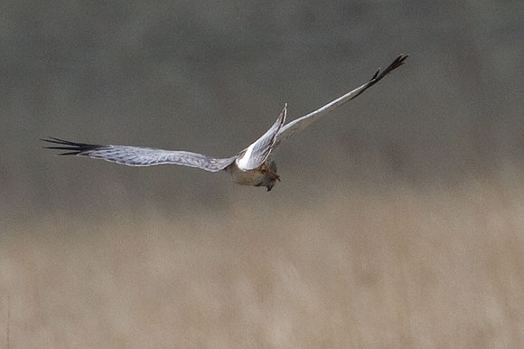 Hen Harrier (Circus cyaneus) also known as Northern Harrier