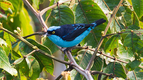 Black-faced Dacnis (Dacnis lineata)