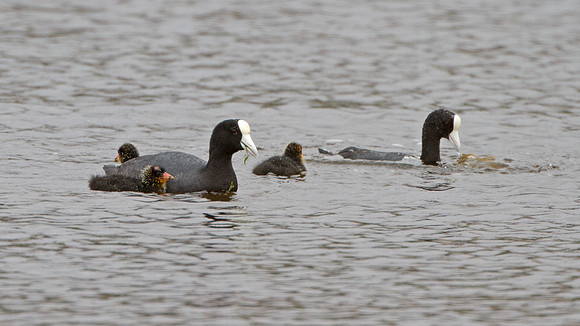 Andean Coot (Fulica ardesiaca)